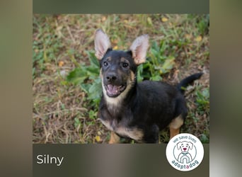 Silny: Hundekind sucht ein Zuhause