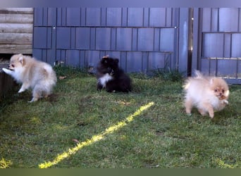 Zwergspitz Pomeranian Welpen Bärchengesichter mit Ahnentafel