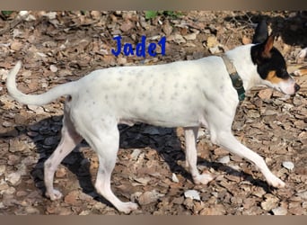 Jade1 04/2022 (ESP) - menschenbezogener, kleiner Ratonero Bodeguero Andaluz!