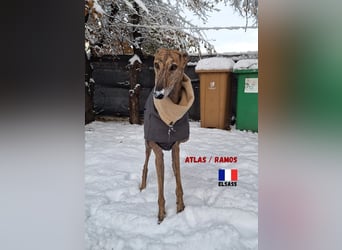 !!NOTFALL!!Atlas/Ramos,geb.06/20,fröhlicher Galgo sucht seine Familie