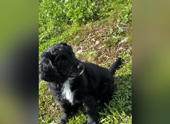 Labradoodle