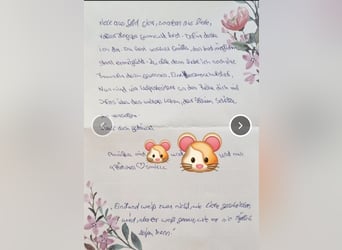 2020, 2025 waren tolle Würfe, 2026 plane ich erneut 1 Wurf  Labradoodlewelpen F1bb in crem