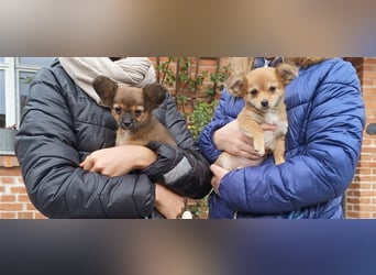 XXS Mini-Rasse-Mix Welpen Chihuahua, Papillon