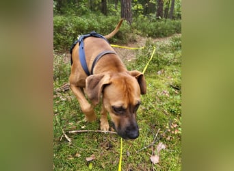 FILOS sucht ein Zuhause
