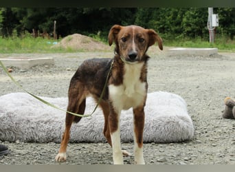 Delvin sucht sein Für-Immer-Zuhause