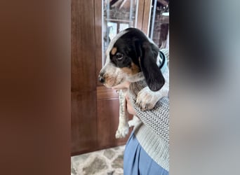 Beagle Mischlingsdame EADIE (*Dezember 2024) sucht eine Familie
