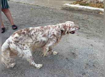 Hercules - Ein Setter mit Geschichte und großem Herzen