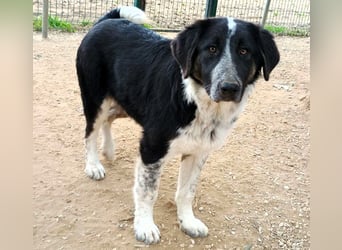 Millie geb. 09/2024 (GRC) - sanfte, verschmuste und verspielte Junghündin!