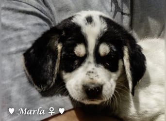 Millie, Marla, Mona und Monja (reserv.) suchen ab Mitte September ein Zuhause
