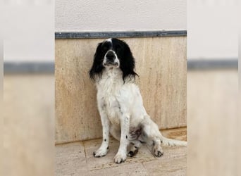 Lutz, ein aktiver, liebevoller Familienhund