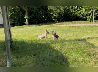 Chihuahua Welpen reinrassig Rüde Mai2025