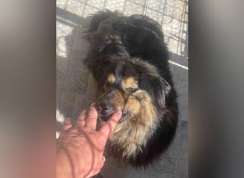 Fluffy Fellkugel Jack – sucht ein Zuhause für immer