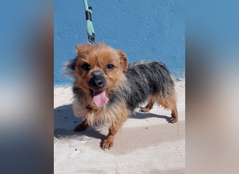 Tobby, sucht mit seiner Freundin Tara ein Zuhause