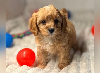 Exklusive Maltipoo Welpen im Red Apricot in Liebevolle Hände abzugeben Malteser/Pudel