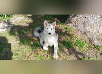 Sina, aufgeschlossene Malamute Mischlingshündin sucht neuen Wirkungskreis