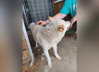 Lien PP – Offener Shiba Inu-Rüde auf der Suche nach seinem Zuhause