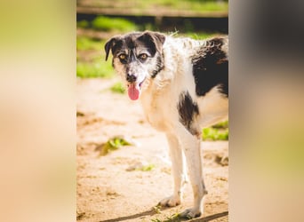 Oriol, Mix Schnauzer / Podengo, lieb und verträglich
