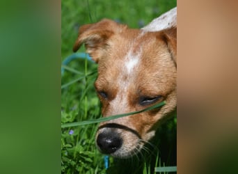 Kleine Zaubermaus Amali(1 Jahr/35 cm/9 kg) sucht liebevolles Zuhause