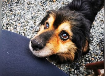 Grumpy, Cavalier King Charles Spanielmischling, geb. 2018, kauziger, kleiner Rüde