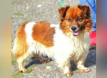 Peki, Mischling
