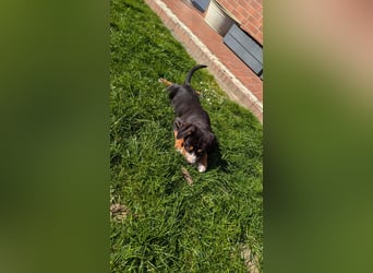 Große-Schweizer-Sennenhund-Welpen