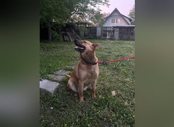 Fanny, 1,5 Jahre, 50cm sucht tierliebe Menschen