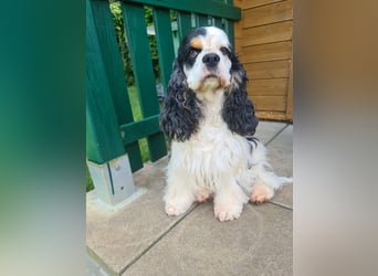 Luna, unsere Cockerhündin, 4 1/2 Jahre alt, sucht liebevolle Familie