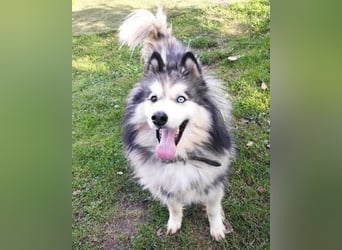 Husky-Mix Arci sucht seine liebe Familie