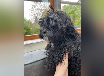 Shih Tzu - Pudelmischlingswelpen abzugeben