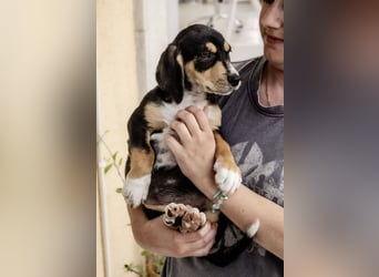 Kokonimix Tammy und Sammy suchen ein Zuhause
