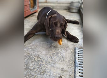 Spike - verspielter, freundlicher Deutsch Kurzhaar Rüde / z.Zt. noch in Rumänien