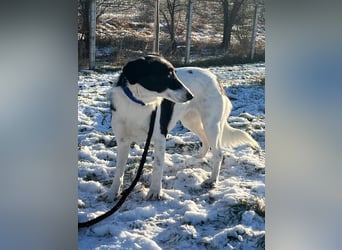 Die schüchterne Zseda sucht einfühlsame Menschen mit nette Hunden !