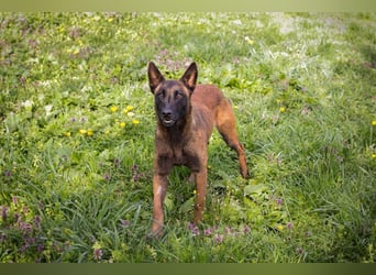 AVANI - das hübsche Malinois-Mädchen sucht eine hundeerfahrene Familie!