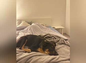 Hübscher Nadir sucht liebe Familie