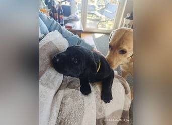 Labradorwelpen suchen bestes Zuhause