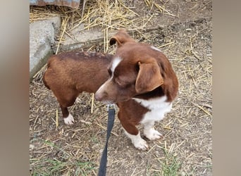 Kleine Lissy (2 Jahre/28 cm/6 kg)sucht liebevolles Zuhause