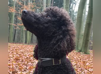 Aussiedoodle Welpen mini / medium F1