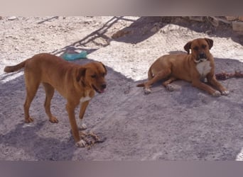 CHICA, Hündin, Boxer-Rhodesian Ridgeback-Mix, geb. ca. 09.2017, SH: ca. 55 - 60 cm, TH Sierra Nevada