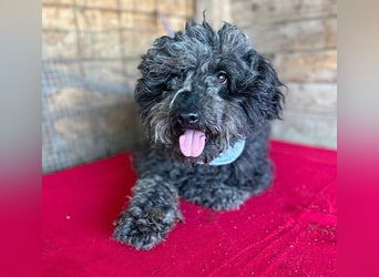 superlieber Kuschelhund MAILO - 2,5 Jahre, 45cm/14kg - Puli-Schnauzer-Mix