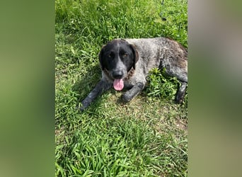 Gina, sensible Seele auf der Suche nach einem liebevollen Zuhause!