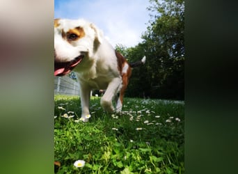 Kaninchen - Australien Shepherd Mix