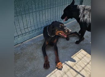 Zarter Odin sucht sein Für-Immer-Zuhause ❤️