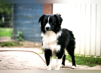 Miniature American Shepherd Welpen, Mini Aussies vom Züchter mit Papieren
