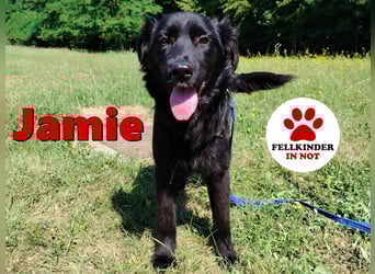 junger Jamie sucht ein Zuhause oder Pflegestelle, Retriever Mischling, Junghund