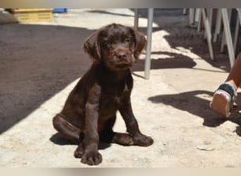 Lollo, ein fröhliches Hundekind auf Entdeckungsreise