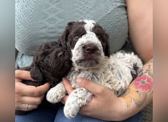 Lagotto Romagnolo / Wasserhund/ Trüffel Suchhund