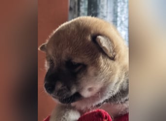 Shiba inu Welpen.   vom Haus Joe   ,Liebhaberzucht
