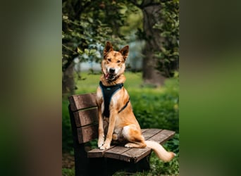 Der süße Fuchs Imber sucht ein Zuhause.