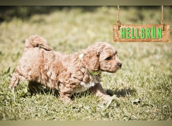 5 Wunderschöne Maltipoo-Welpen suchen ein neues, liebevolles Zuhause!