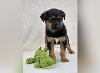 Nico, einer von 7 Welpen der die Welt erkunden möchte